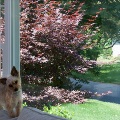 large picture window in home with small dog on couch